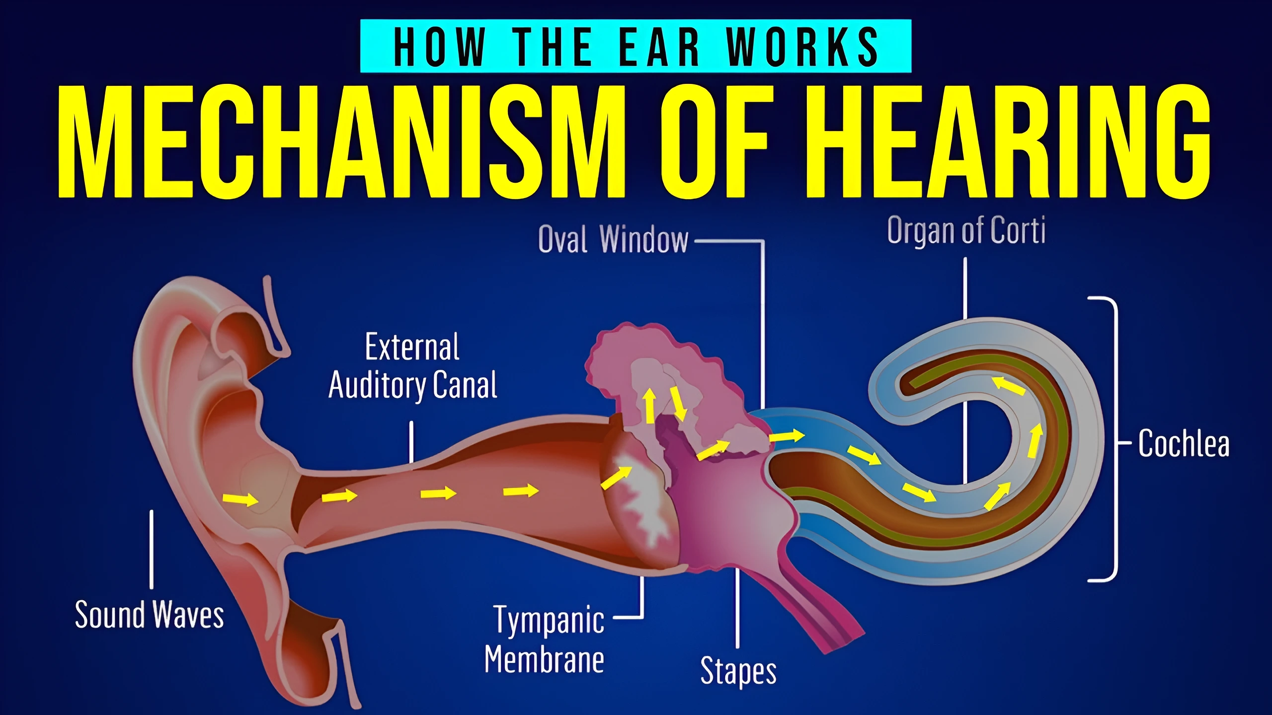 How does the ear work? | Excel Audiology